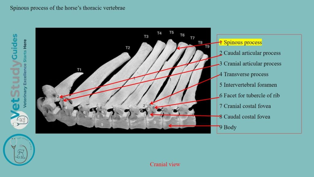 Spinous process of the horse’s thoracic vertebrae