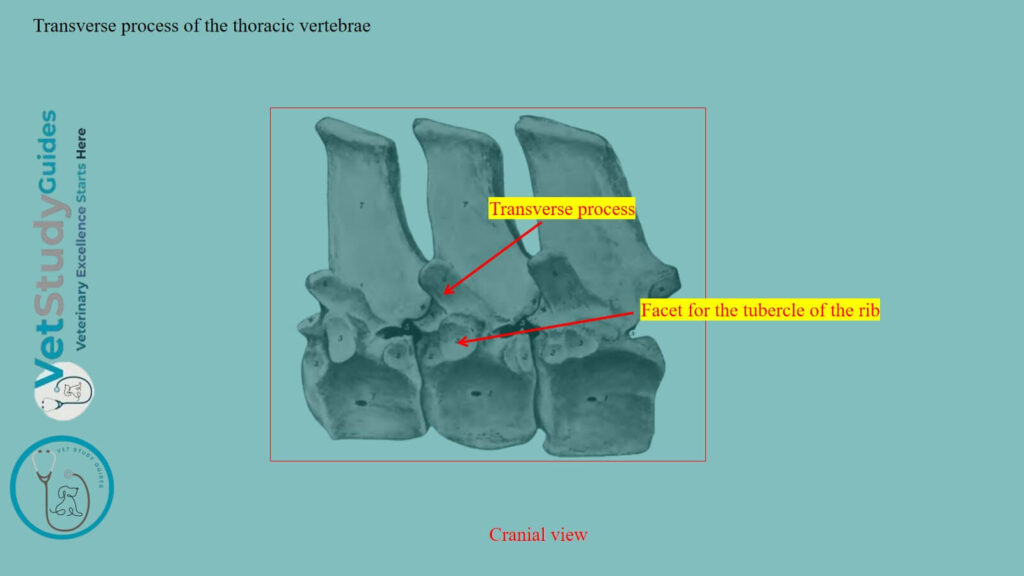 Transverse process of the thoracic vertebrae