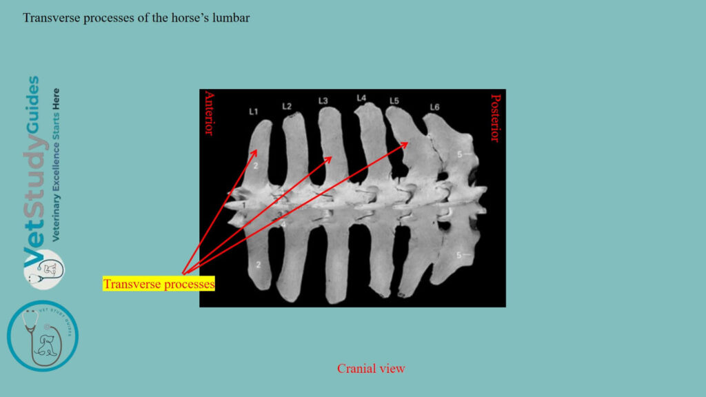 Transverse processes of the horse’s lumbar
