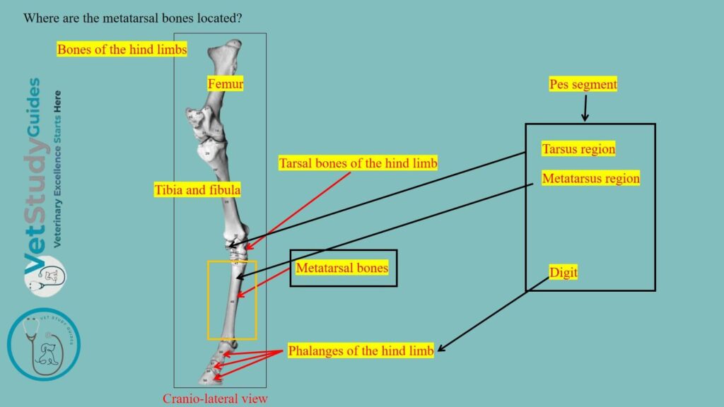 Where are the metatarsal bones located