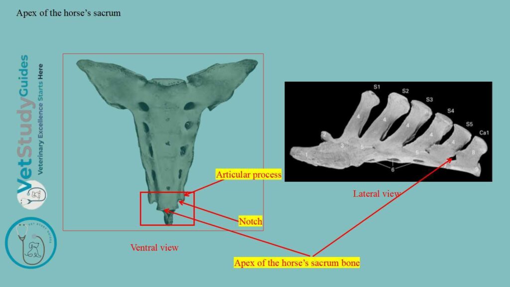 Apex of the horse’s sacrum