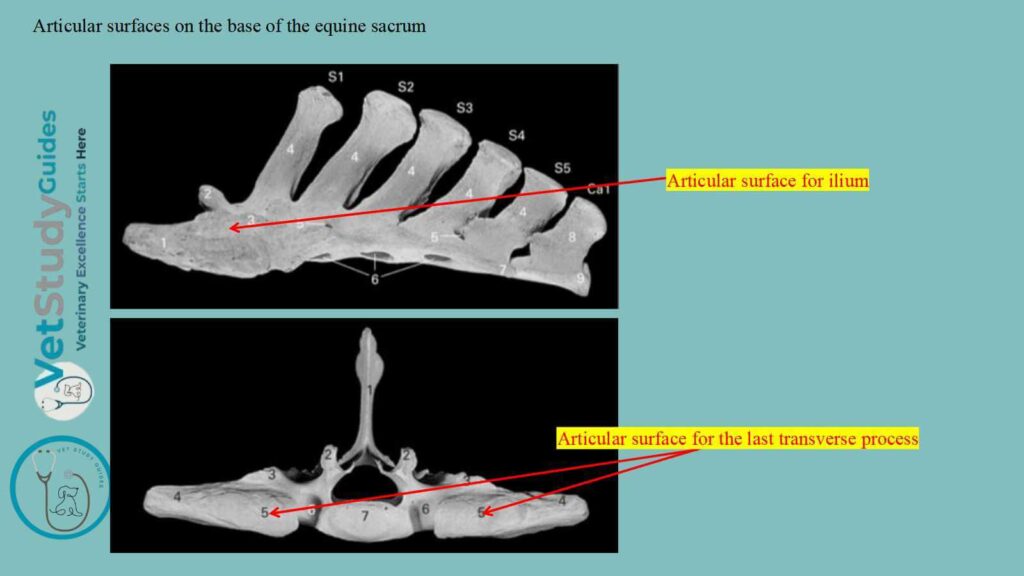 Articular surfaces on the base of the equine sacrum