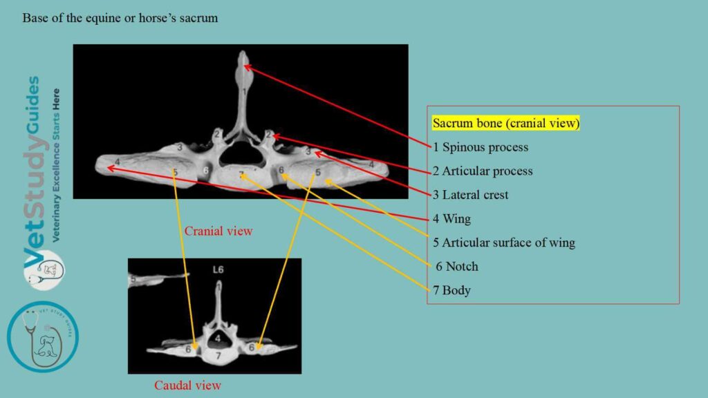 Base of the equine or horse’s sacrum