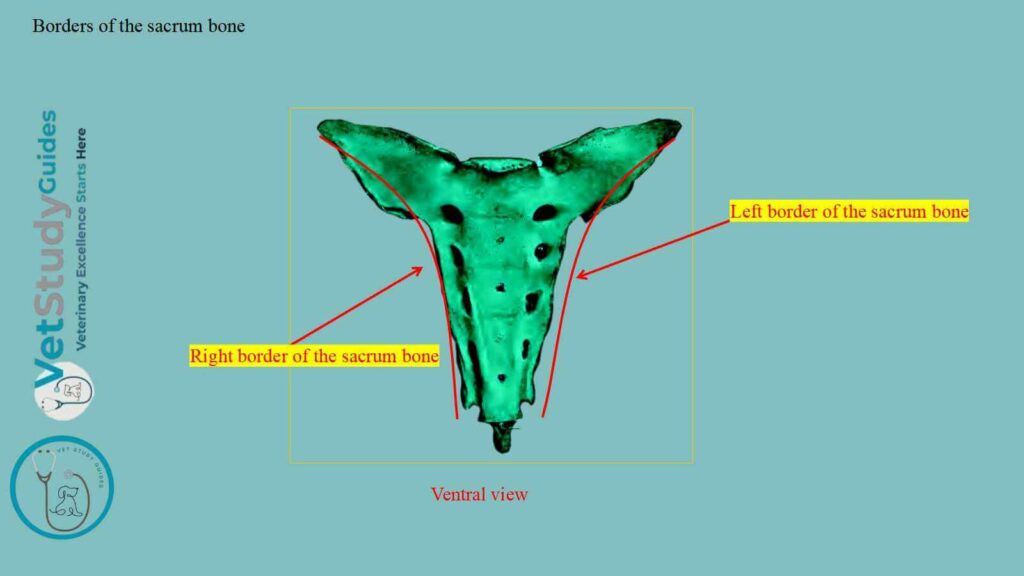 Borders of the sacrum bone