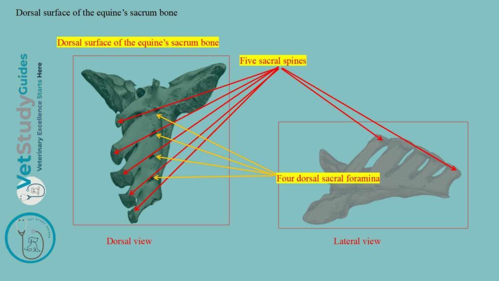 Dorsal surface of the equine’s sacrum bone