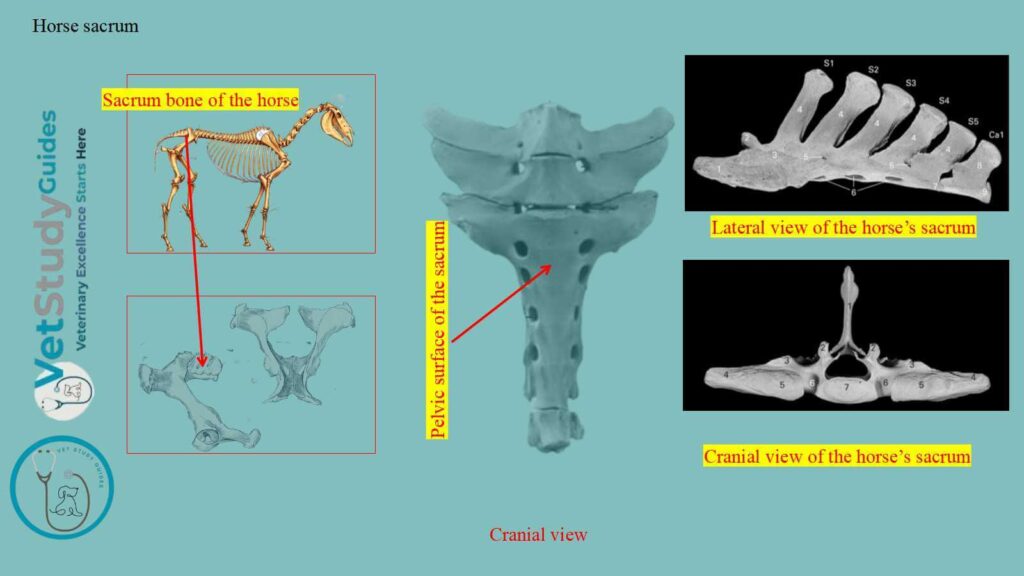 Horse sacrum