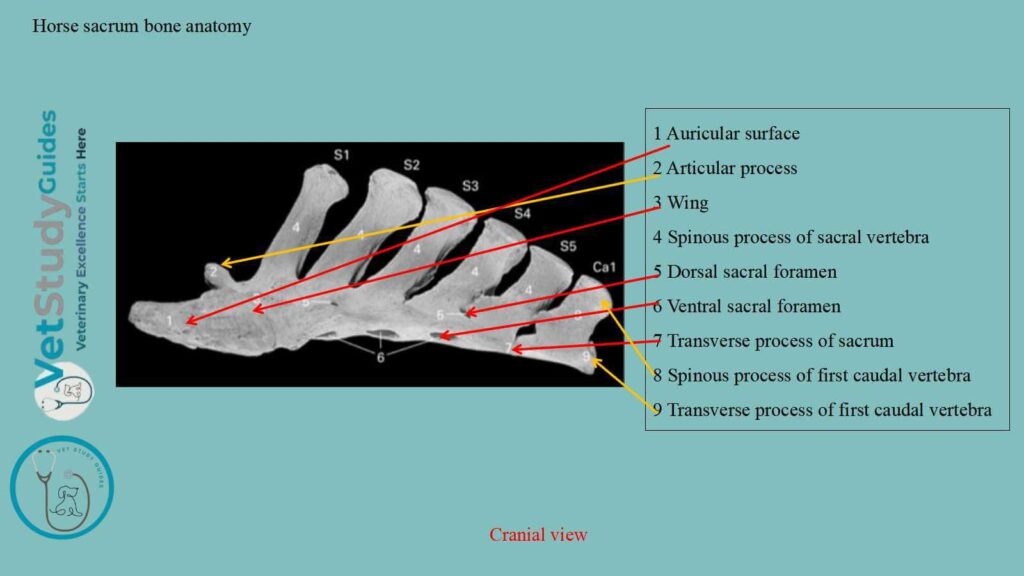 Horse sacrum bone anatomy