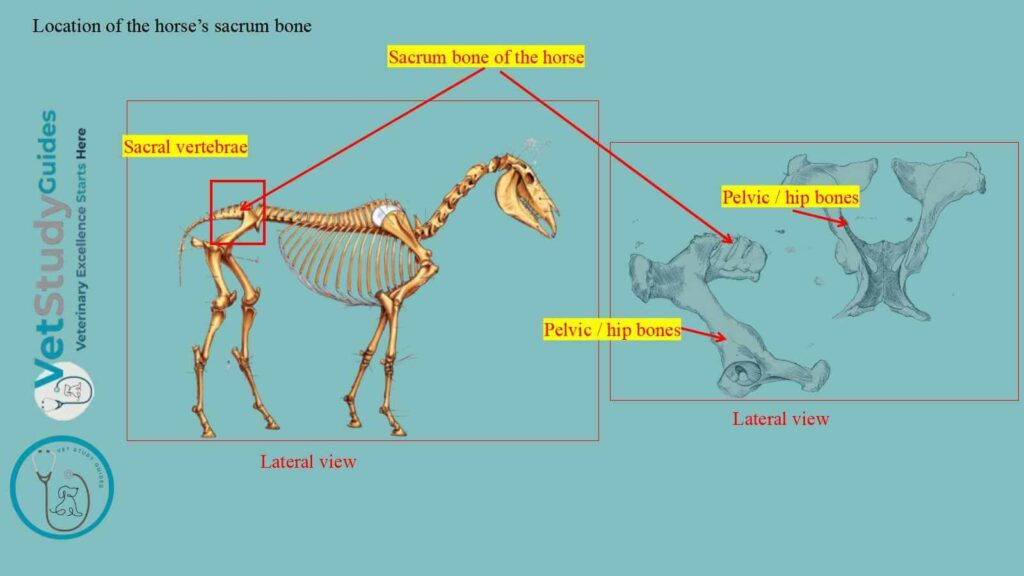 Location of the horse’s sacrum bone