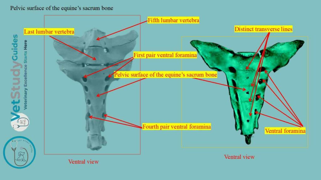 Pelvic surface of the equine’s sacrum bone