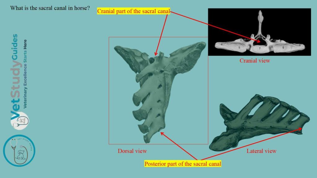 What is the sacral canal in a horse