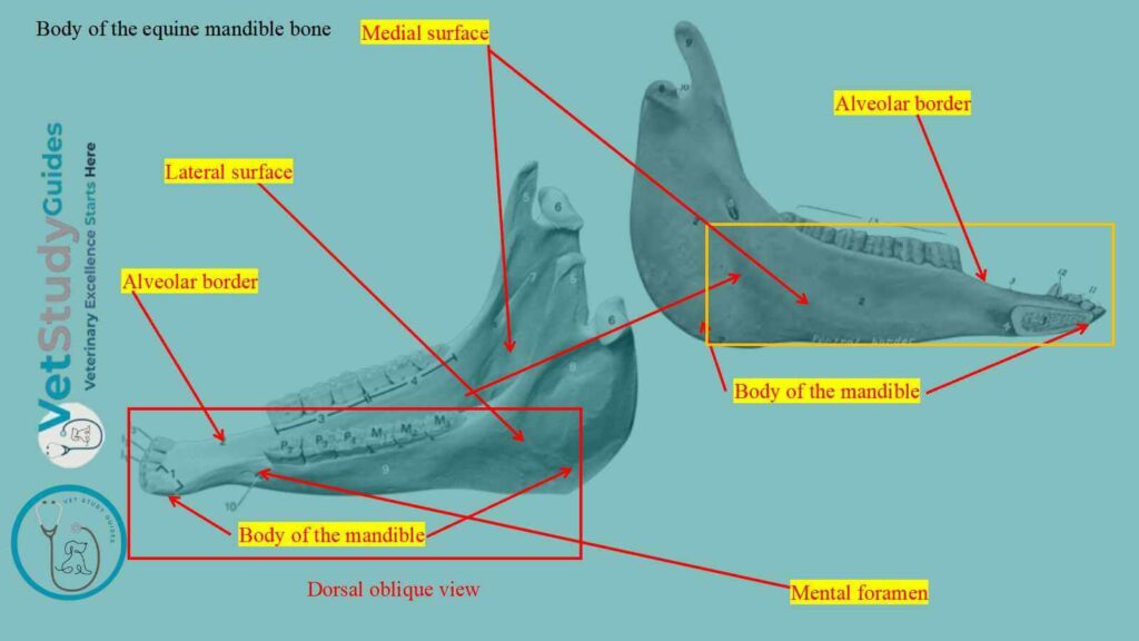 Body of the equine mandible bone