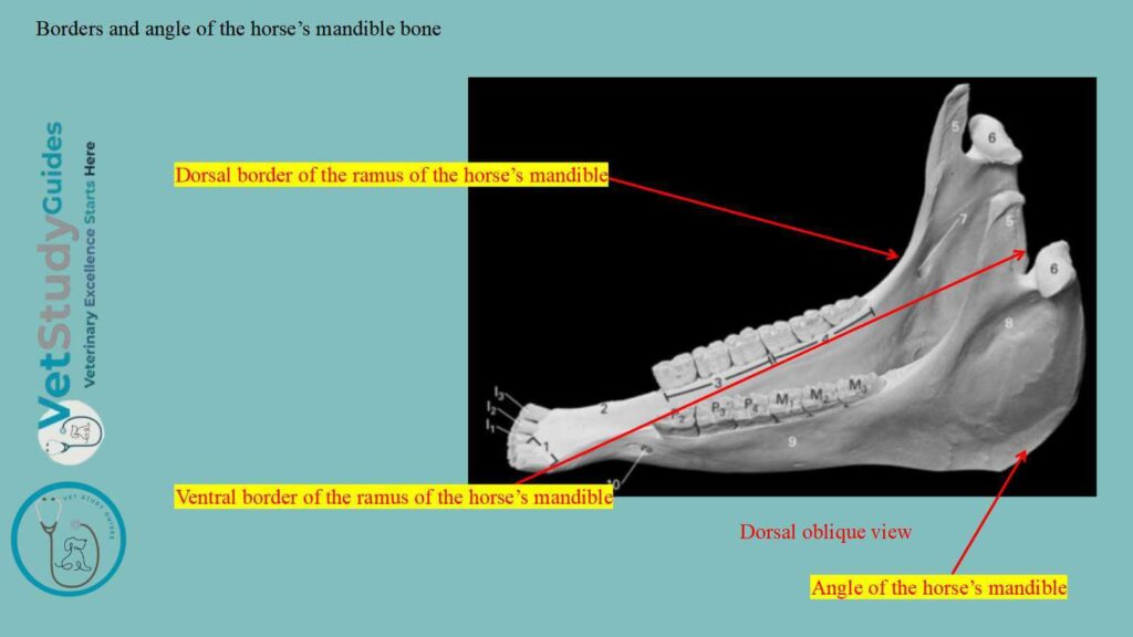 Borders and angle of the horse’s mandible bone