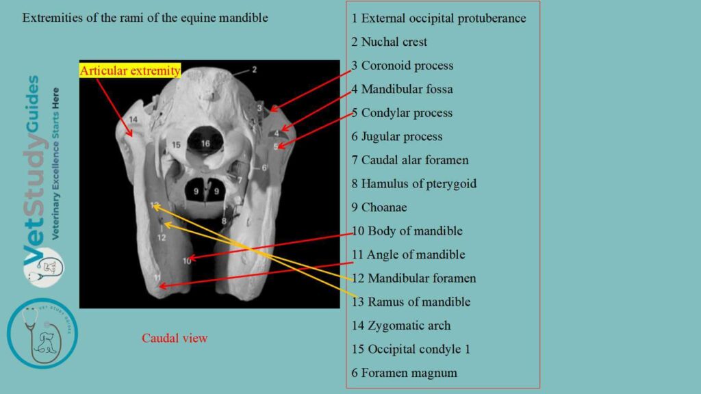Extremities of the rami of the equine mandible