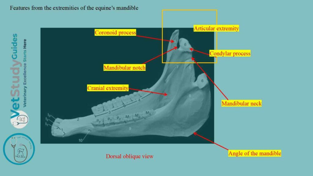 Features from the extremities of the equine’s mandible