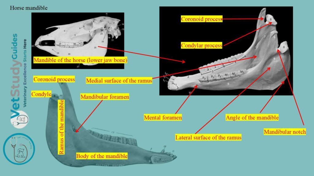 Horse mandible