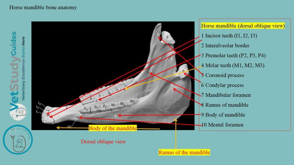 Horse mandible bone anatomy