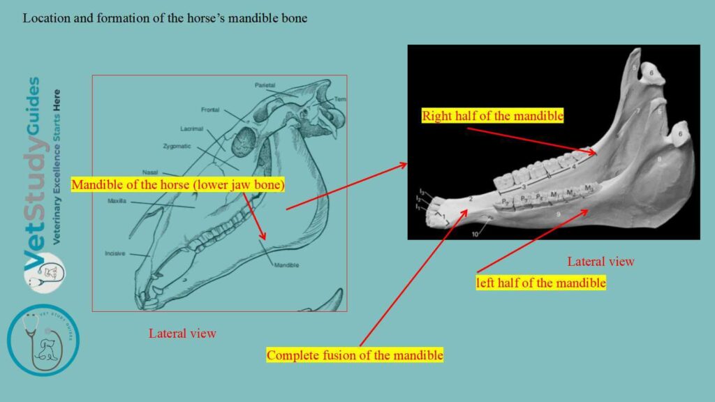 Location and formation of the horse’s mandible bone