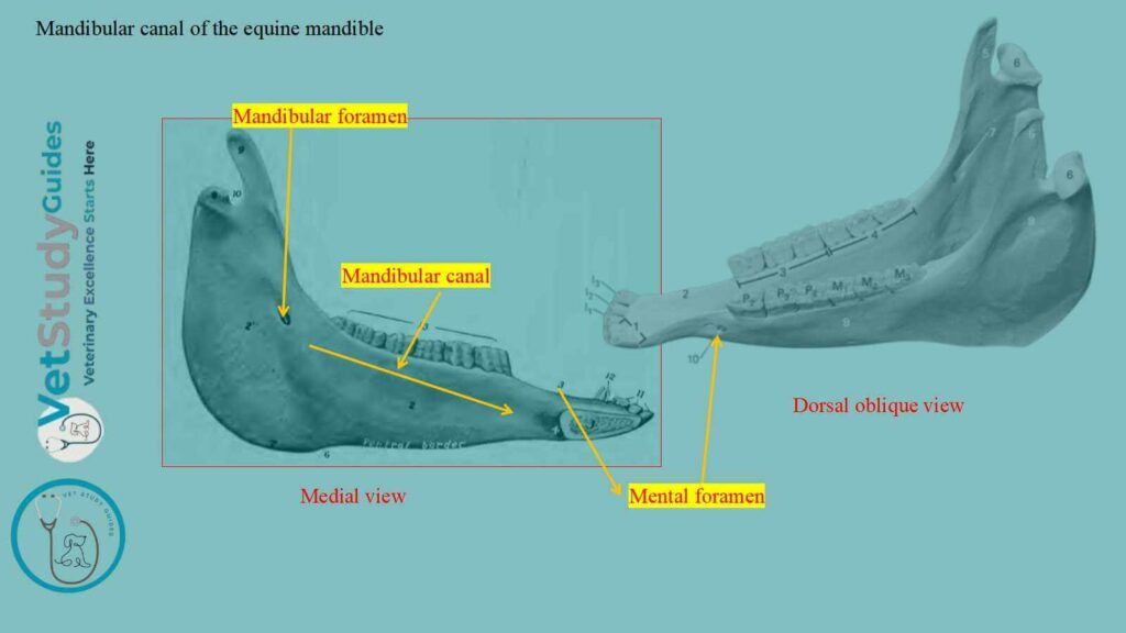 Mandibular canal of the equine mandible
