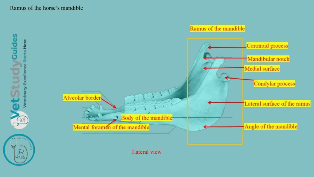 Ramus of the horse’s mandible
