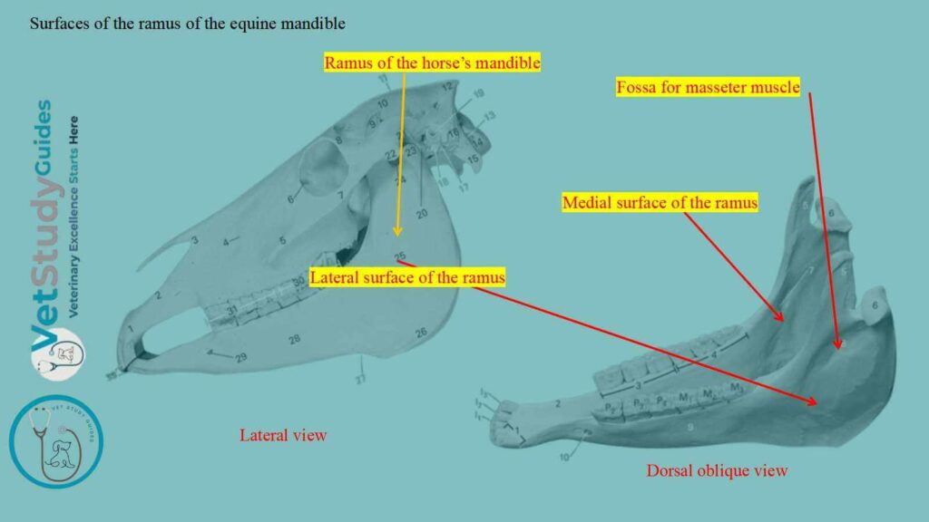 Surfaces of the ramus of the equine mandible